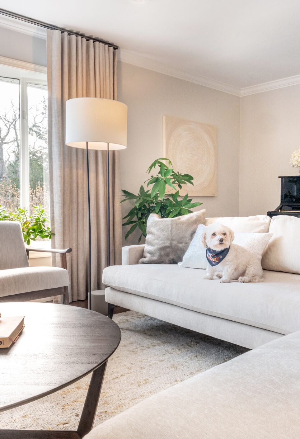 Small White Dog On White Sofa